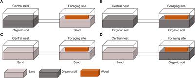 Foraging proportion of the Formosan subterranean termite workers and soldiers in relation to <mark class="highlighted">soil type</mark>